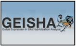 Geisha